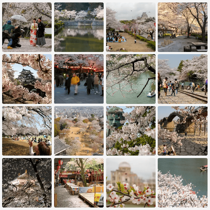Japan Cherry Blossom Photos