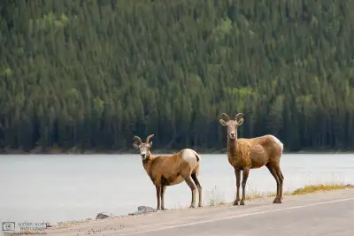 Roadside bighorn sheep at Jasper National Park in Alberta, Canada.