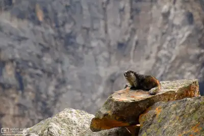 A marmot along Cavell Meadows Trail in Jasper National Park, Alberta, Canada.