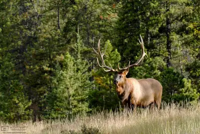 A bull elk appears at a forest glade in Jasper National Park, Canada.