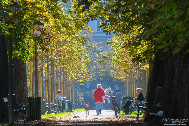 A woman and her dog taking an autumn walk on Montclair Allee, an alley of chestnut trees in the Stadtpark (City Park) of Graz, Austria.