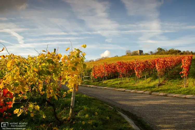 An autumnal view of the vineyards around the ruins of Helfenberg Castle in southwestern Germany.