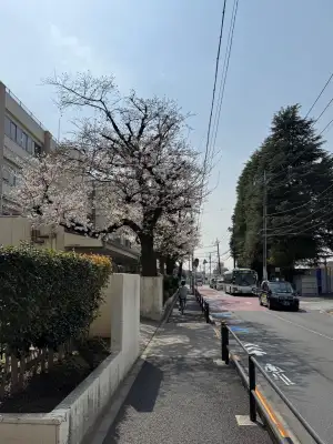 Urban cherry blossoms in Itabashi Ward, Tokyo - March 27, 2025