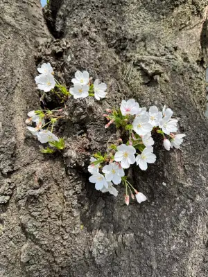 Urban cherry blossoms in Itabashi Ward, Tokyo - March 27, 2025