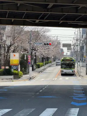 Urban cherry blossoms in Itabashi Ward, Tokyo - March 27, 2025