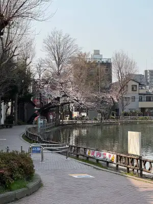 Urban cherry blossoms in Itabashi Ward, Tokyo - March 27, 2025