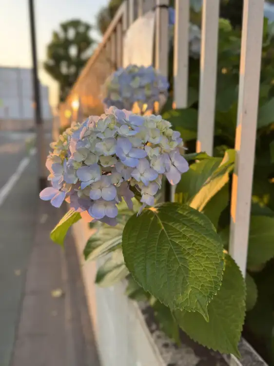 When I came back from the office yesterday evening, there was a lovely glow of sunlight in the backstreets of my neighborhood. I tried to combine this mood with some of the hydrangeas that are currently in bloom here in Tokyo, Japan.