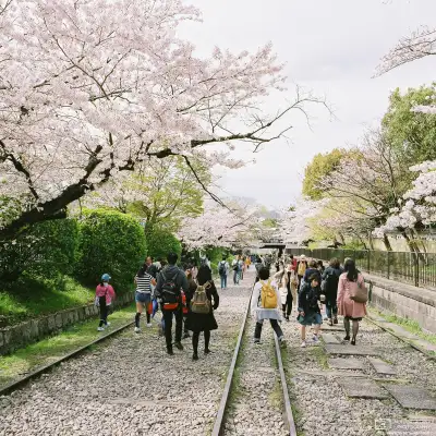 Cherry Blossom Viewing (hanami) along the Keage Incline in Higashiyama, Kyoto, Japan.