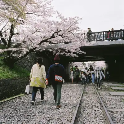 Cherry Blossom Viewing (hanami) along the Keage Incline in Higashiyama, Kyoto, Japan.