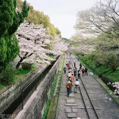 Cherry Blossom Viewing (hanami) along the Keage Incline in Higashiyama, Kyoto, Japan.