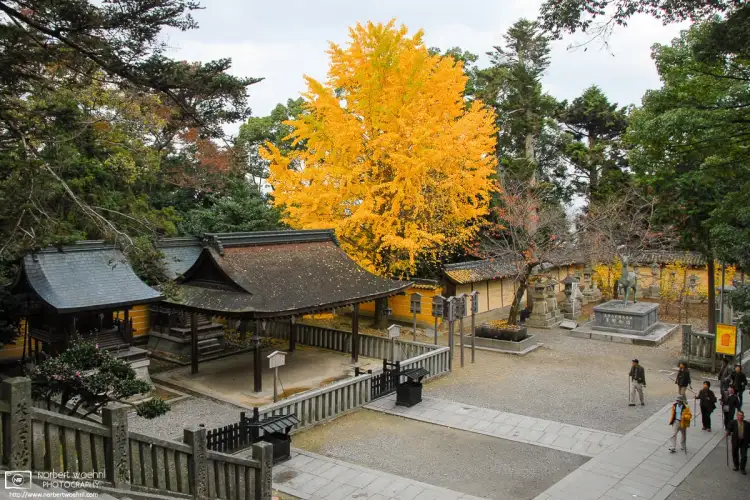 Visitors ascending to the top of Konpirasan Shrine (also called Kotohira-gu) on the Japanese island of Shikoku enjoy the autumnal display of a tree.