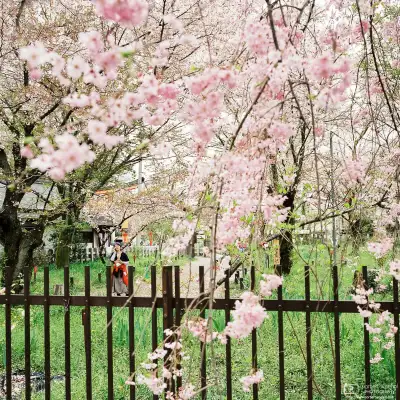 Fallen petals at the end of cherry blossom season at Hirano Shrine in Kyoto, Japan.