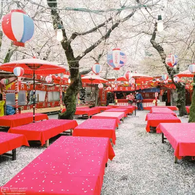 Fallen petals at the end of cherry blossom season at Hirano Shrine in Kyoto, Japan.