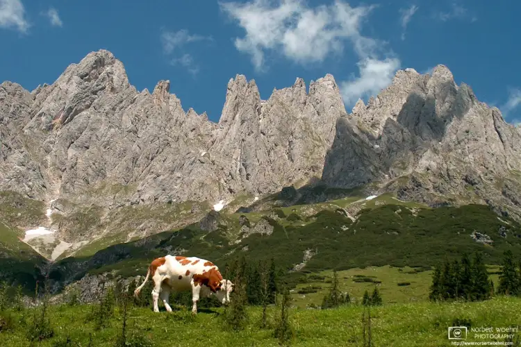A brown-and-white Salzburg cow grazing below the rocky peaks called Mandlwand, which are part of the Hochkönig mountain range in the Austrian state of Salzburg.