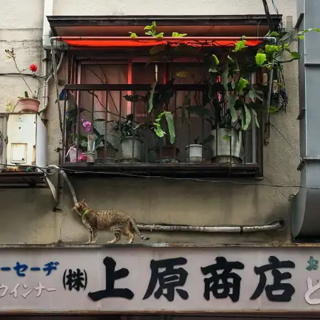 In the Taito Ward of Tokyo, Japan, a cat is mulling whether or not to proceed climbing the facade of an old Tonkatsu (fried cutlet) Restaurant.