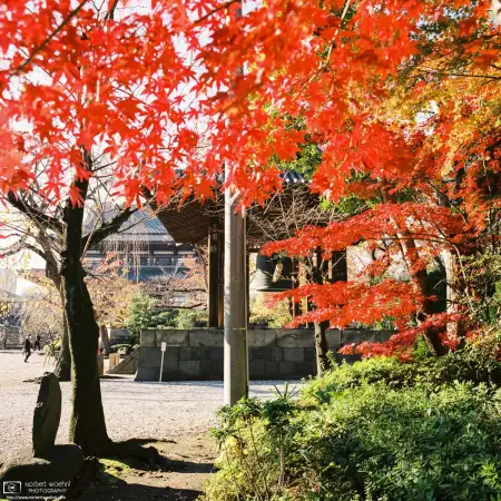 Japanese maple trees at the peak of their seasonal colors on a fine autumn day at Zojoji Temple in Tokyo, Japan.