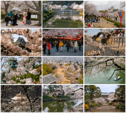 Norbert Woehnl Photography - Digital Portfolio Japanese Cherry Blossoms