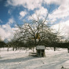 Winter Snow Orchard, Nehren, Germany Photo