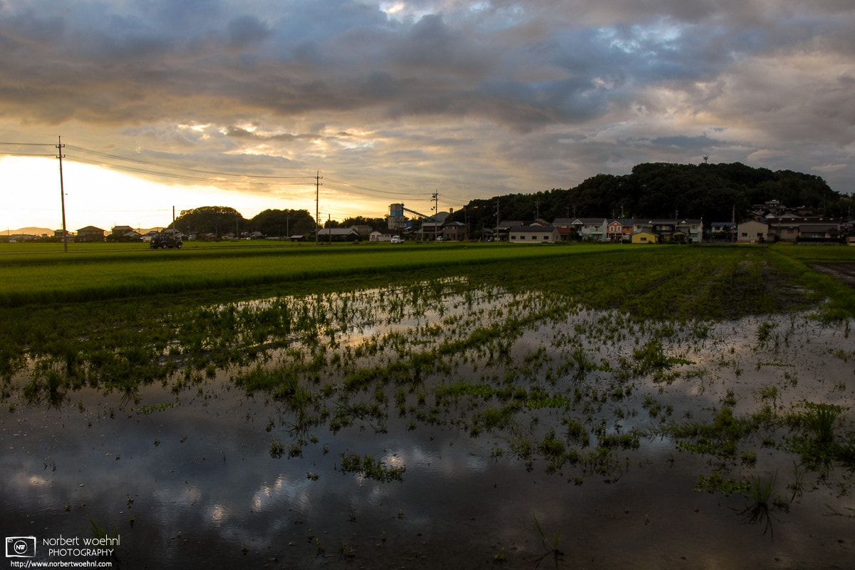 Rice Fields at Dusk, Okayama, Japan Photo