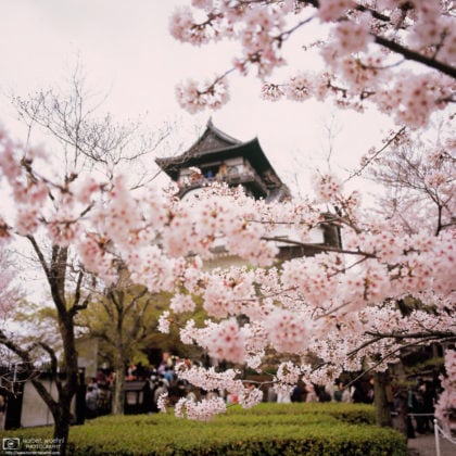 Behind the Blossoms, Inuyama Castle, Japan Photo