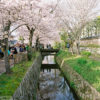 Cherry Blossoms at the Philosopher's Path, Kyoto, Japan Photo