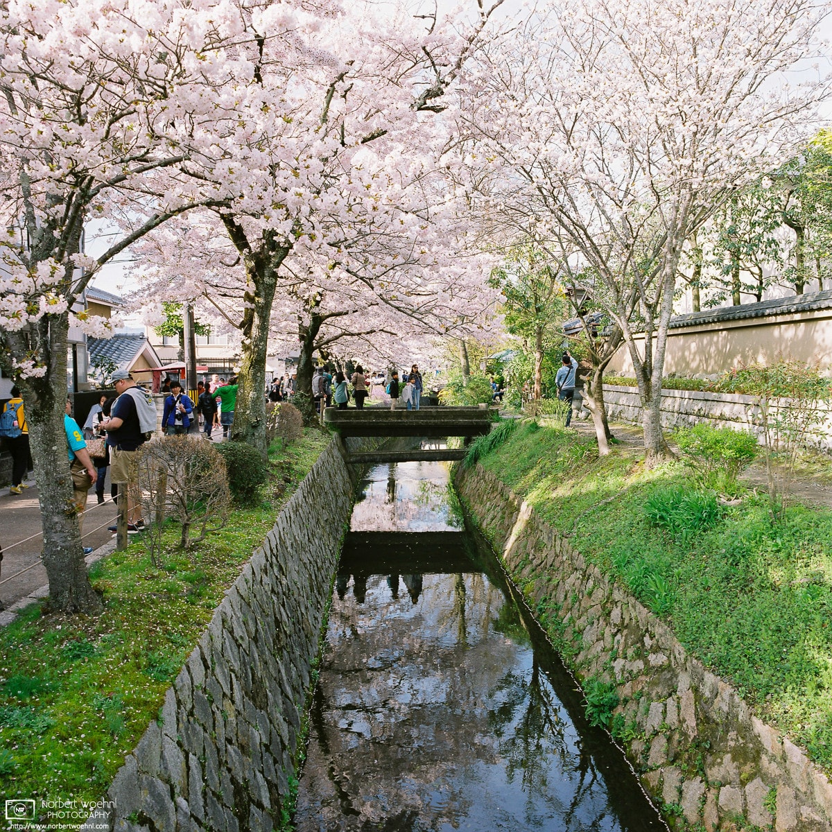 Cherry Blossoms at the Philosopher's Path, Kyoto, Japan Photo
