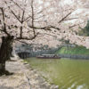 Sakura Cherry Blossom Boat Tour, Hikone, Japan Photo