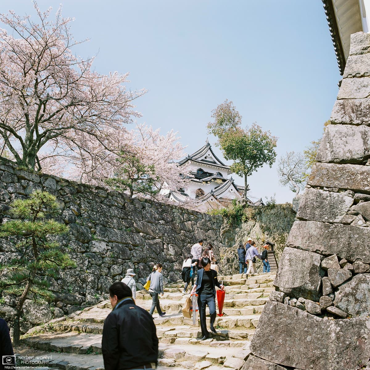 Hikone Castle Cherry Blossoms, Hikone, Japan Photo