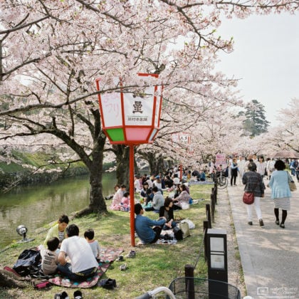Hanami (Cherry Blossom Viewing) at Genkyuen Garden, Hikone, Japan Photo