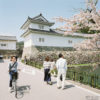Cherry Blossom Season at the Castle Premises, Hikone, Japan