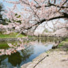 Cherry Blossoms along the Castle Moat, Hikone, Japan Photo
