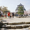 Cherry Blossom Season Souvenir Photos, Hikone Castle, Hikone, Japan Photo