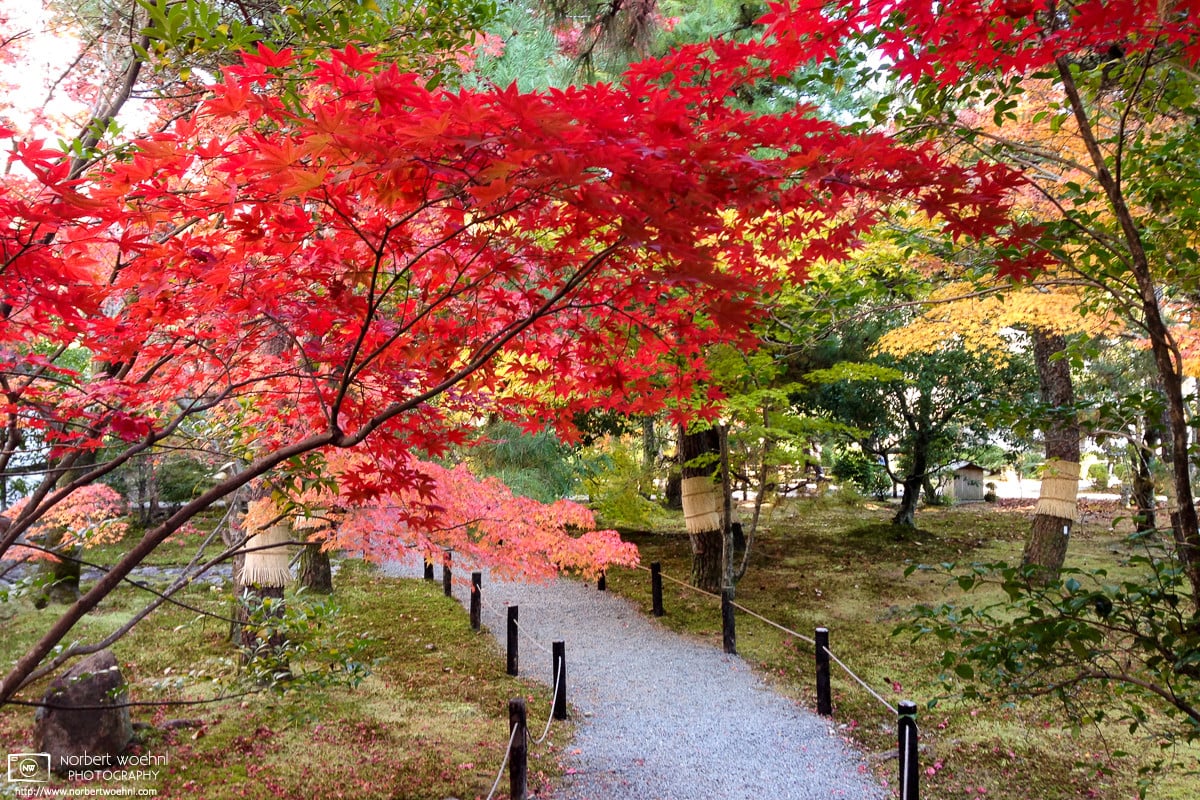 Autumn at Seiryoji Temple, Sagano, Kyoto, Japan Photo