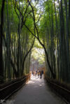 Arashiyama Bamboo Forest, Kyoto, Japan Photo