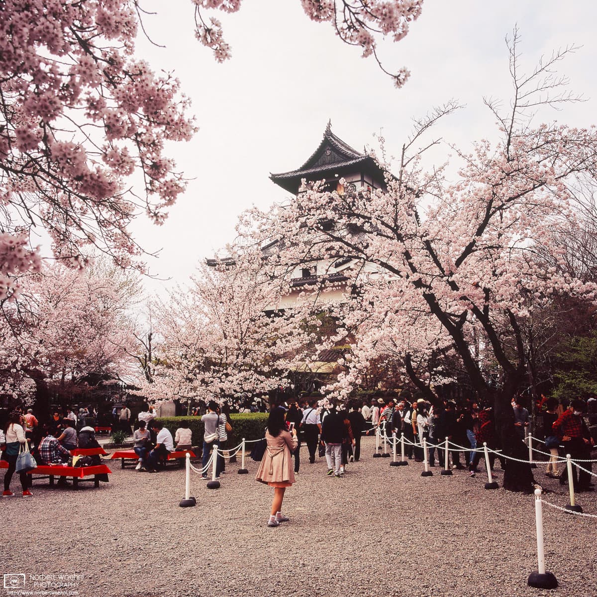 The inner yard of Inuyama Castle north of Nagoya, Japan, during the Cherry Blossom Season.