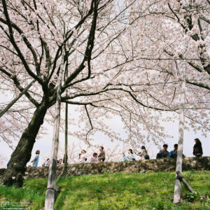Visitors enjoying Hanami (花見; Cherry Blossom Viewing) along the Keage Incline in the Higashiyama district of eastern Kyoto, Japan.