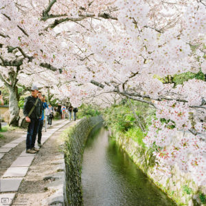 A scene of Hanami (花見; Cherry Blossom Viewing) along the Philosopher's Path in the Higashiyama district of Eastern Kyoto, Japan.