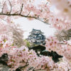 A view of Hikone Castle in Shiga Prefecture, Japan, during the Cherry Blossom Season.