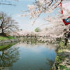 Castle Moat Cherry Blossoms, Hikone, Japan Photo