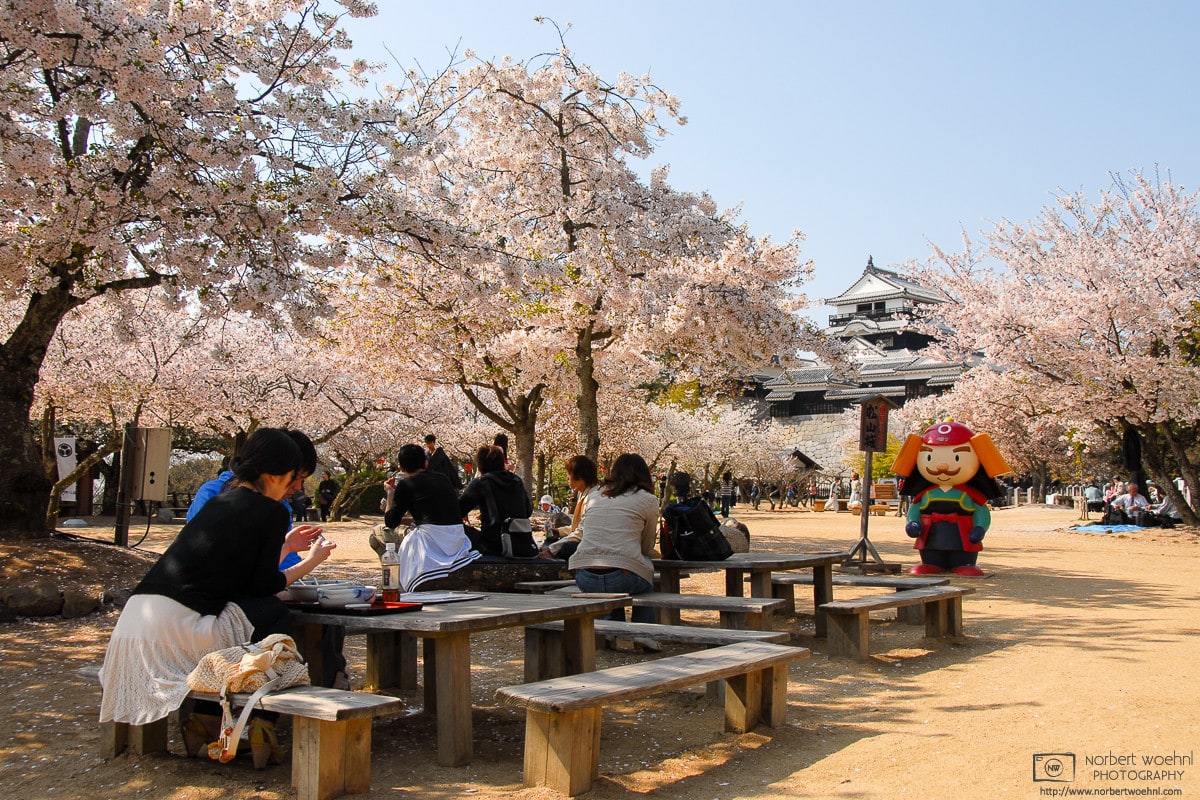 Cherry trees in full bloom, and a friendly mascot, at Matsuyama Castle on the southern island of Shikoku, Japan.