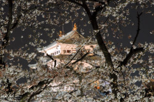Sakura Illumination at Nagoya Castle, Nagoya, Japan Photo