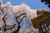 Cherry Blossoms and detail of a stone lantern at Himuro Shrine in Nara, Japan.