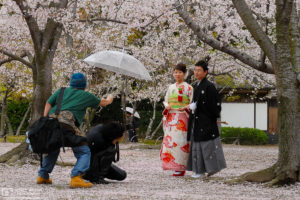 A late cherry blossom season photoshoot at Korakuen, one of the Three Great Gardens of Japan located in Okayama.