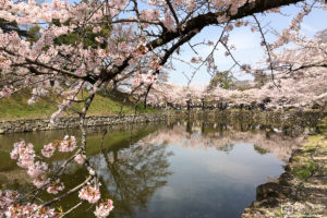 Sakura Hanami at Hikone Castle, Shiga Pref., Japan Photo