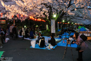 A photographer is framing her shot of illuminated cherry blossoms at Ueno Park in Tokyo, Japan.