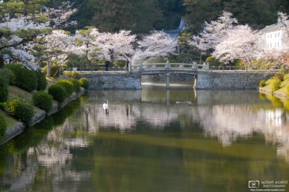 A swan is gliding across a reflection of cherry blossoms at Kikko Park in Iwakuni, Japan.
