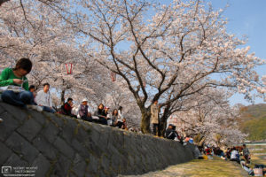Sakura Hanami at Nishiki River, Iwakuni, Japan Photo