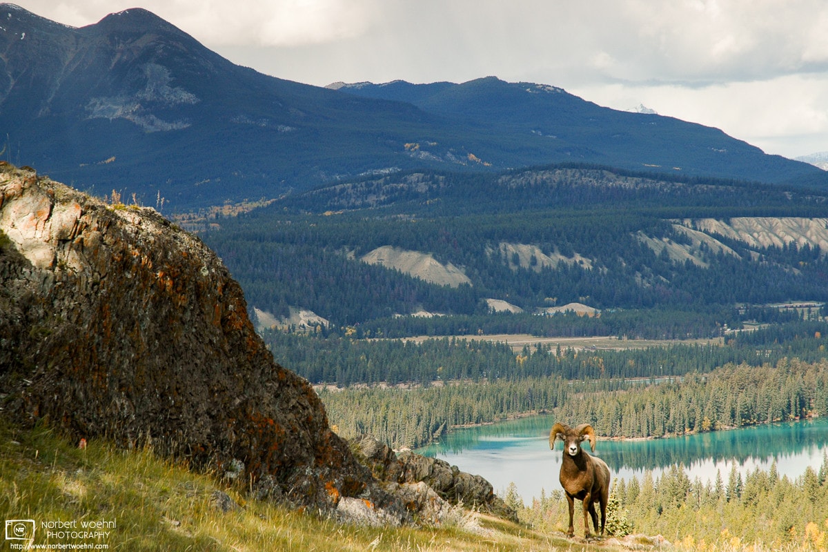 A bighorn sheep is seen amidst alpine scenery along the Old Fort Point trail east of Jasper Townsite in Alberta, Canada.