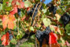 Delicious grapes and colorful leaves on a sunny autumn day at a vineyard in Beilstein, Baden-Württemberg, Germany.