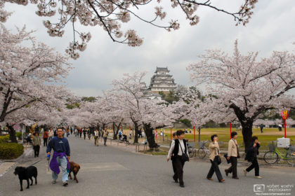 Walking the Dogs during the cherry blossom season at Himeji Castle in Hyogo Prefecture, Japan.